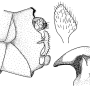 Tipula (Platytipula) melanoceros : hypopygium