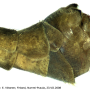 Tipula (Platytipula) melanoceros : hypopygium