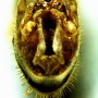 Tipula (Platytipula) melanoceros : hypopygium