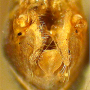 Tipula (Platytipula) melanoceros : hypopygium