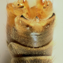 Tipula (Platytipula) melanoceros : hypopygium