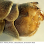 Tipula (Platytipula) melanoceros : hypopygium