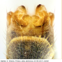 Tipula (Platytipula) melanoceros : hypopygium