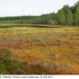 Tipula (Platytipula) melanoceros : habitat