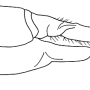 Tipula (Platytipula) melanoceros : ovipositor
