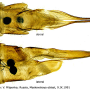 Tipula (Platytipula) melanoceros : ovipositor