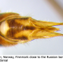 Tipula (Platytipula) melanoceros : ovipositor