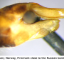 Tipula (Platytipula) melanoceros : ovipositor