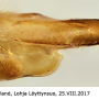 Tipula (Platytipula) melanoceros : ovipositor