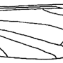 Tipula (Platytipula) melanoceros : wing