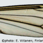 Tipula (Platytipula) melanoceros : wing