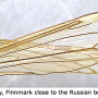 Tipula (Platytipula) melanoceros : wing