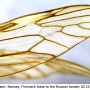 Tipula (Platytipula) melanoceros : wing