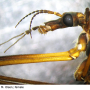 Tipula (Vestiplex) montana verberneae: body part(s) - head and antenna