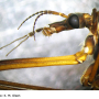 Tipula (Vestiplex) montana verberneae: body part(s) - head and antenna