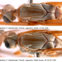 Tipula (Vestiplex) montana verberneae: body part(s) - head and thorax