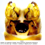 Tipula (Vestiplex) montana verberneae: hypopygium