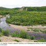 Tipula (Vestiplex) montana verberneae: habitat