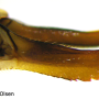 Tipula (Vestiplex) montana verberneae: ovipositor