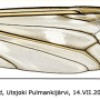 Tipula (Vestiplex) montana verberneae: wing
