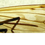 Tipula (Vestiplex) montana verberneae: wing