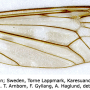 Tipula (Vestiplex) montana verberneae: wing