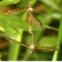 Tipula (Yamatotipula) montium : habitus - copula