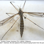 Tipula (Yamatotipula) montium : habitus - female