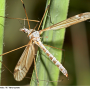 Tipula (Yamatotipula) montium : habitus - female