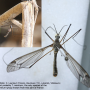 Tipula (Yamatotipula) montium : habitus - male