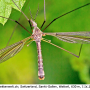 Tipula (Yamatotipula) montium : habitus - male