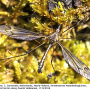 Tipula (Yamatotipula) montium : habitus - male