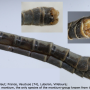 Tipula (Yamatotipula) montium : body part(s) - abdomen