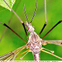 Tipula (Yamatotipula) montium : body part(s) - head and thorax