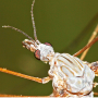 Tipula (Yamatotipula) montium : body part(s) - head and thorax