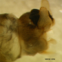 Tipula (Yamatotipula) montium : hypopygium