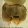Tipula (Yamatotipula) montium : hypopygium