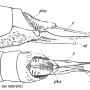 Tipula (Yamatotipula) montium : ovipositor