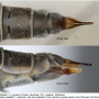 Tipula (Yamatotipula) montium : ovipositor