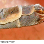 Tipula (Yamatotipula) montium : ovipositor