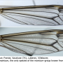 Tipula (Yamatotipula) montium : wing