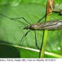 Tipula (Pterelachisus) neurotica : habitus - female