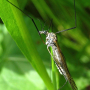 Tipula (Pterelachisus) neurotica : habitus - female