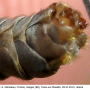Tipula (Pterelachisus) neurotica : hypopygium