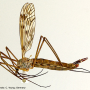 Tipula (Vestiplex) nubeculosa : habitus - female