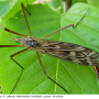 Tipula (Vestiplex) nubeculosa : habitus - female