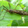 Tipula (Vestiplex) nubeculosa : habitus - female