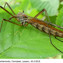 Tipula (Vestiplex) nubeculosa : habitus - female