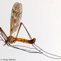 Tipula (Vestiplex) nubeculosa : habitus - male