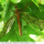 Tipula (Vestiplex) nubeculosa : habitus - male